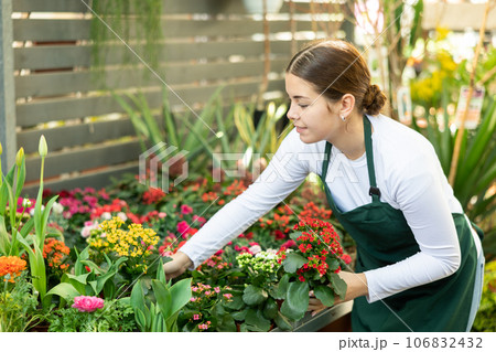 Woman inspects kalanchoe flowers for injury in pots Woman inspects kalanchoe flowers for injury in pots 106832432