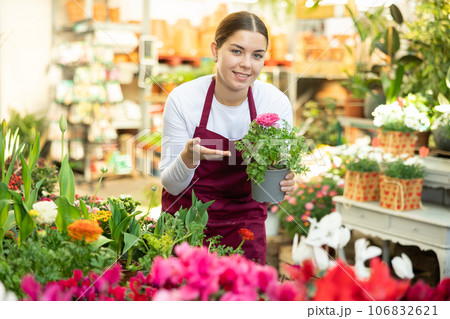 Gardener woman holding potted ranunculus in container garden 106832621