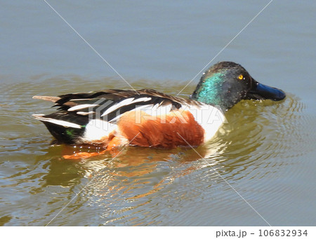 ハシビロガモ 106832934