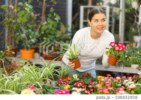 Gardener woman holding potted viola and spider plant in container garden 106832938