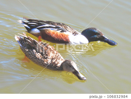 ハシビロガモの夫婦 ハシビロガモの夫婦 106832984