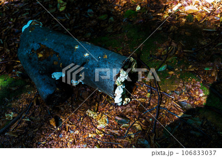 丸太に生えたキノコ 丸太に生えたキノコ 106833037