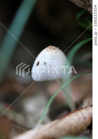 まるで白い帽子をかぶった森の妖精のようなかわいらしいアシホソヒトヨタケの姿（マクロ接写撮影） 106833504