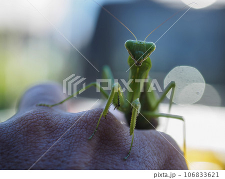カマキリを手に乗せて 106833621