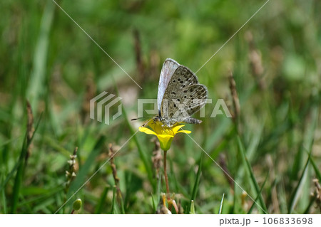 カタバミの蜜を吸うヤマトシジミ カタバミの蜜を吸うヤマトシジミ 106833698