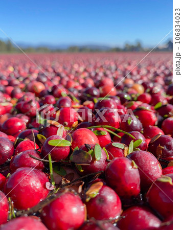 クランベリー畑に浮かぶ真っ赤な実 クランベリー畑に浮かぶ真っ赤な実 106834023