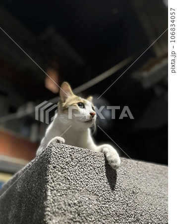 猫 ねこ ネコ 106834057