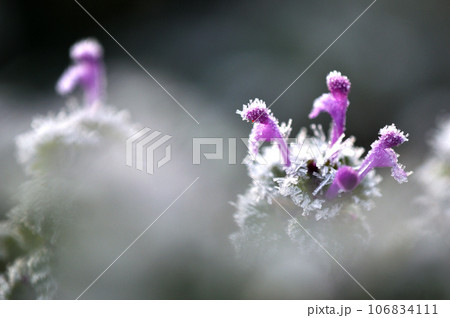 霜が降りた野原のホトケノザ 106834111