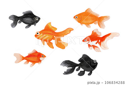 金魚のイラスト 106834288