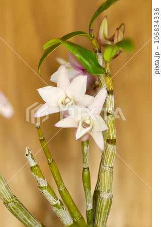 白に薄紅色の石斛（セッコク）盆栽仕立ての花（マクロレンズ使用・自然光・接写写真） 106834336