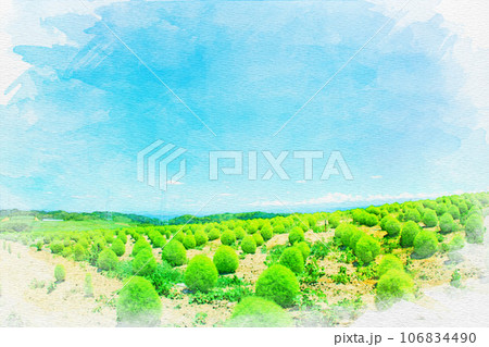 [知多郡]観光農園 花ひろばのコキア畑の水彩画 106834490