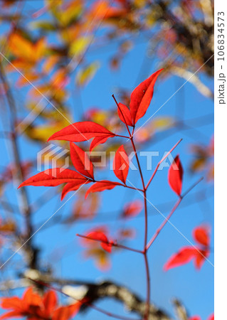 快晴の青空と雑木林背景に真っ赤に紅葉したハゼノキの枝葉。 106834573