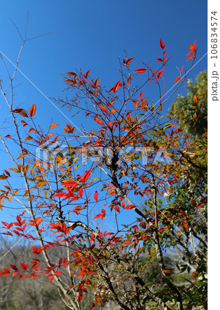 快晴の青空と雑木林背景に真っ赤に紅葉したハゼノキの枝葉。 快晴の青空と雑木林背景に真っ赤に紅葉したハゼノキの枝葉。 106834574