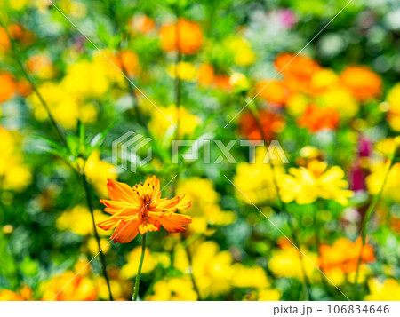 盛夏のカラフルなお花畑 106834646