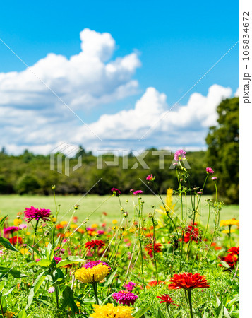 盛夏のカラフルなお花畑の写真素材 [106834672] - PIXTA