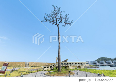 岩手県陸前高田市　高田松原津波復興祈念公園内　震災復興のシンボル　奇跡の一本松 106834777