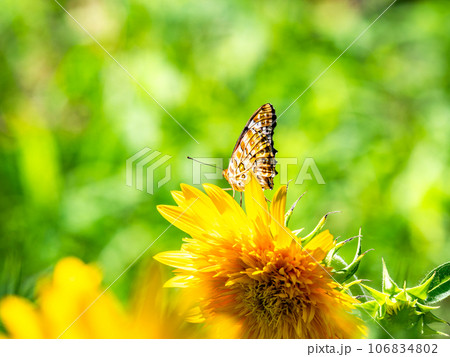 真夏の景色　満開のヒマワリにとまるかわいいツマグロヒョウモン蝶 106834802