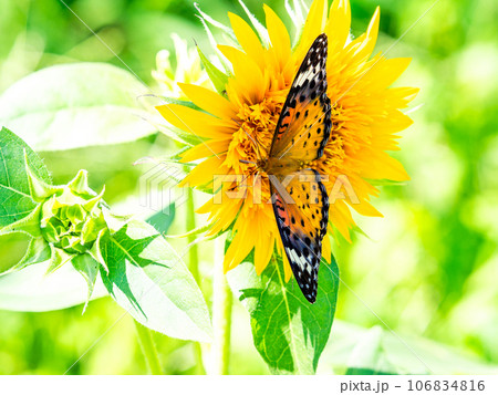 真夏の景色　満開のヒマワリにとまるかわいいツマグロヒョウモン蝶 106834816