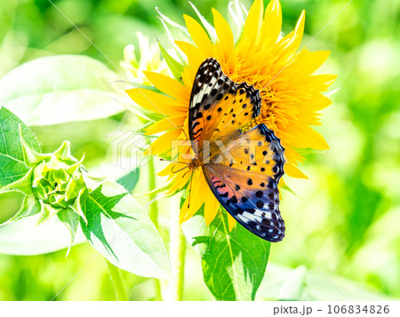 真夏の景色 満開のヒマワリにとまるかわいいツマグロヒョウモン蝶 真夏の景色 満開のヒマワリにとまるかわいいツマグロヒョウモン蝶 106834826