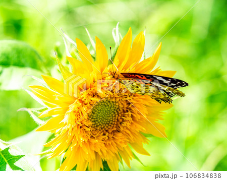 真夏の景色　満開のヒマワリにとまるかわいいツマグロヒョウモン蝶 106834838