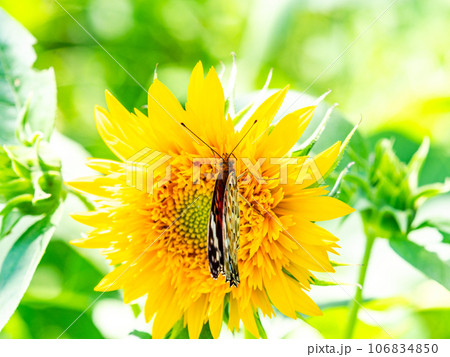 真夏の景色　満開のヒマワリにとまるかわいいツマグロヒョウモン蝶 106834850