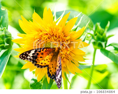 真夏の景色　満開のヒマワリにとまるかわいいツマグロヒョウモン蝶 106834864