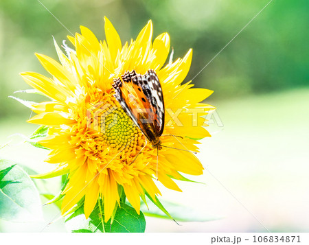 真夏の景色　満開のヒマワリにとまるかわいいツマグロヒョウモン蝶 106834871