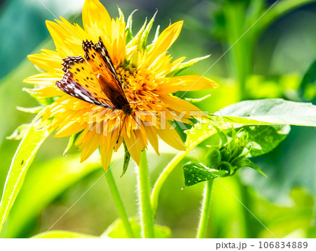 真夏の景色 満開のヒマワリにとまるかわいいツマグロヒョウモン蝶 真夏の景色 満開のヒマワリにとまるかわいいツマグロヒョウモン蝶 106834889