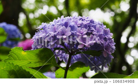 あじさい園にて淡い紫色のお花 106834908