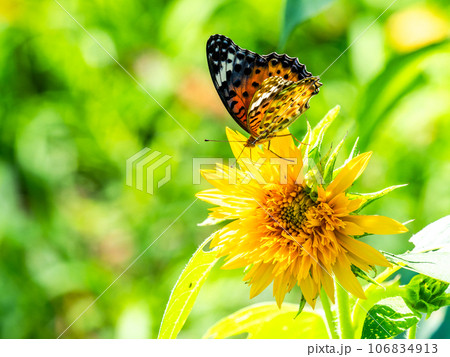 真夏の景色　満開のヒマワリにとまるかわいいツマグロヒョウモン蝶 106834913