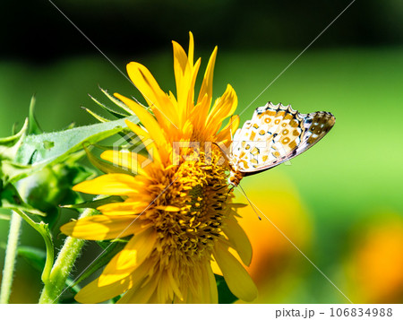 真夏の景色　満開のヒマワリにとまるかわいいツマグロヒョウモン蝶 106834988