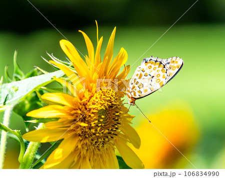 真夏の景色　満開のヒマワリにとまるかわいいツマグロヒョウモン蝶 106834990