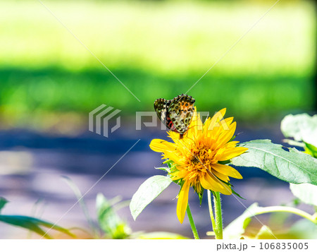 真夏の景色 満開のヒマワリにとまるかわいいツマグロヒョウモン蝶 真夏の景色 満開のヒマワリにとまるかわいいツマグロヒョウモン蝶 106835005