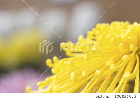 菊　キク　キクの花　キクの季節　満開の菊　日本の美菊　キク　キクの花　キクの季節　満開の菊　日本の美 106835033