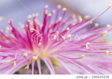 菊　キク　キクの花　キクの季節　満開の菊　日本の美菊　キク　キクの花　キクの季節　満開の菊　日本の美 106835036