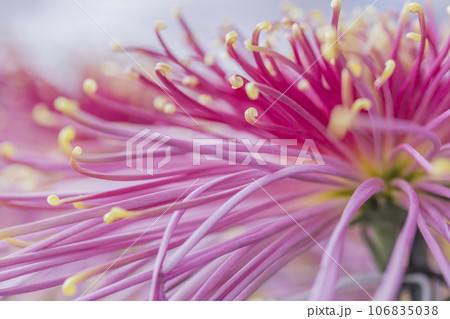 菊 キク キクの花 キクの季節 満開の菊 日本の美菊 キク キクの花 キクの季節 満開の菊 日本の美 菊 キク キクの花 キクの季節 満開の菊 日本の美菊 キク キクの花 キクの季節 満開の菊 日本の美 106835038