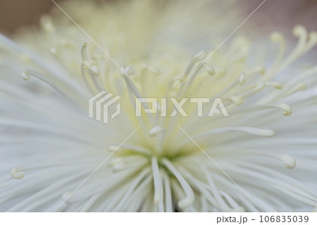 菊　キク　キクの花　キクの季節　満開の菊　日本の美菊　キク　キクの花　キクの季節　満開の菊　日本の美 106835039