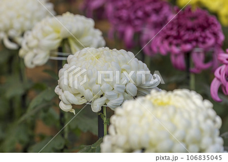 菊 キク キクの花 キクの季節 満開の菊 日本の美菊 キク キクの花 キクの季節 満開の菊 日本の美 菊 キク キクの花 キクの季節 満開の菊 日本の美菊 キク キクの花 キクの季節 満開の菊 日本の美 106835045