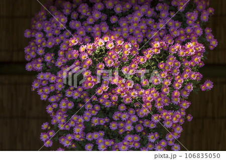 菊　キク　キクの花　キクの季節　満開の菊　日本の美菊　キク　キクの花　キクの季節　満開の菊　日本の美 106835050