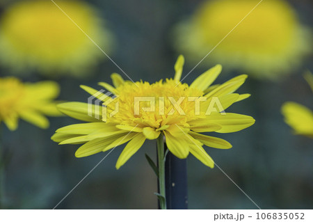 菊 キク キクの花 キクの季節 満開の菊 日本の美菊 キク キクの花 キクの季節 満開の菊 日本の美 菊 キク キクの花 キクの季節 満開の菊 日本の美菊 キク キクの花 キクの季節 満開の菊 日本の美 106835052