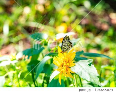 真夏の景色　満開のヒマワリにとまるかわいいツマグロヒョウモン蝶 106835074
