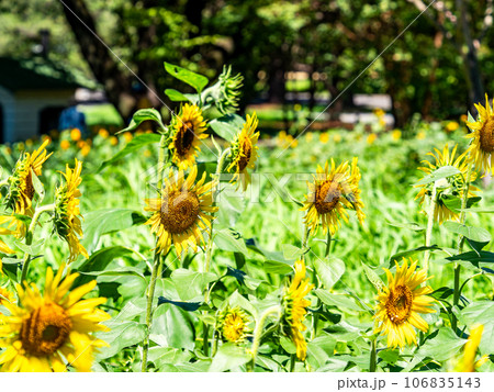 真夏の風物詩　満開のヒマワリ 106835143
