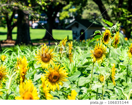 真夏の風物詩　満開のヒマワリ 106835144