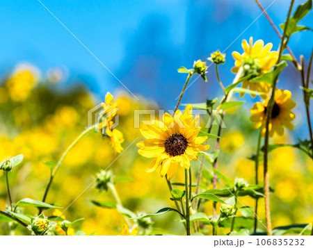 真夏の風物詩 満開のヒマワリ 真夏の風物詩 満開のヒマワリ 106835232