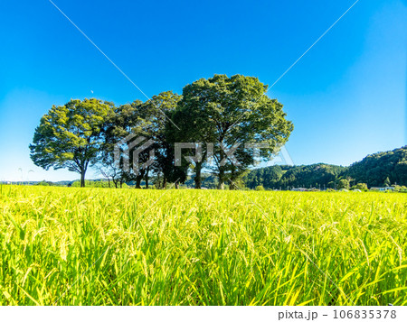 真夏の爽やかな景色　田園にある大きな木とたわわに実った稲 106835378