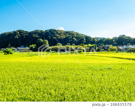 晩夏の農の景色 たわわに実った稲穂 晩夏の農の景色 たわわに実った稲穂 106835578
