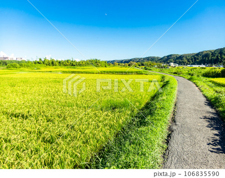 晩夏の農の景色 たわわに実った稲穂 晩夏の農の景色 たわわに実った稲穂 106835590