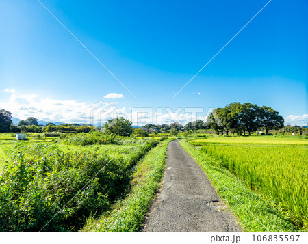 晩夏の農の景色 たわわに実った稲穂 晩夏の農の景色 たわわに実った稲穂 106835597