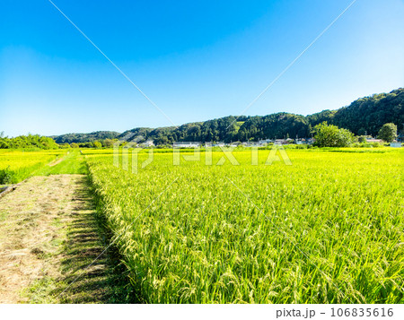 晩夏の農の景色　たわわに実った稲穂 106835616
