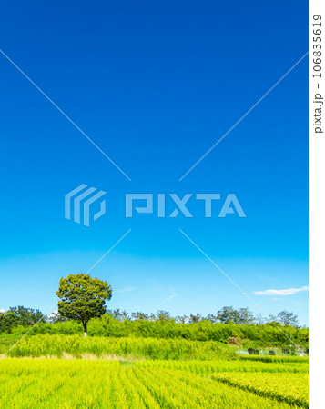 晩夏の農の景色　たわわに実った稲穂 106835619